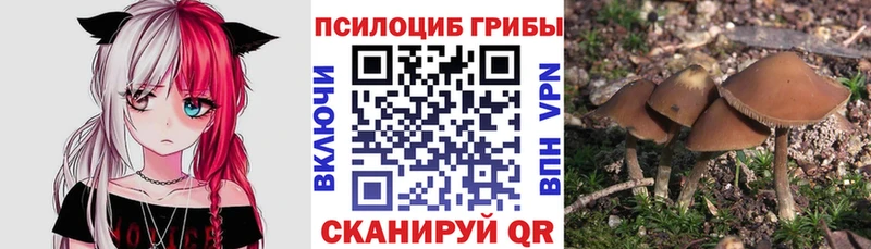 мега как зайти  Черняховск  Псилоцибиновые грибы мицелий  цены наркотик 
